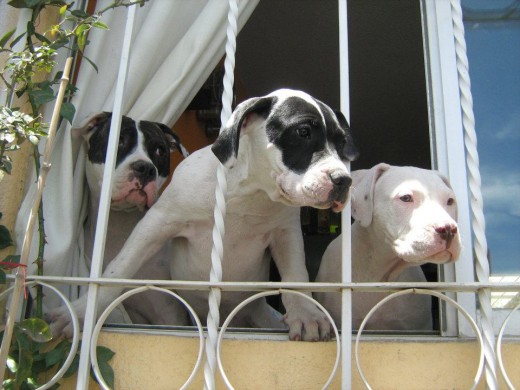 Tony al centro con Bella y su hermano Güero